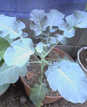 JT�p�p�̎G�L��