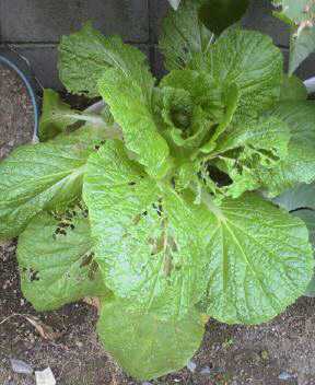 JT�p�p�̎G�L��