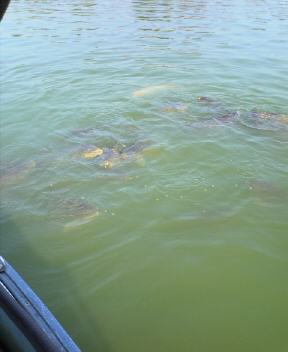 JT�p�p�̎G�L��