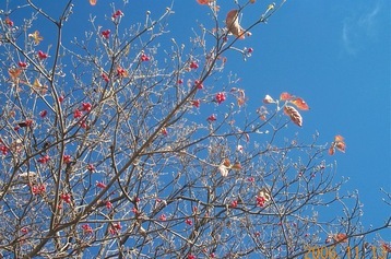 JT�p�p�̎G�L��