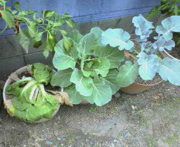 JT�p�p�̎G�L��