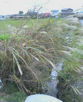 JT�p�p�̎G�L��