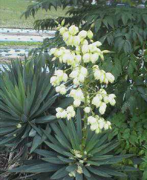 JT�p�p�̎G�L��