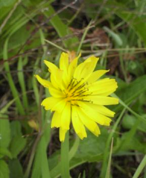 JT�p�p�̎G�L��