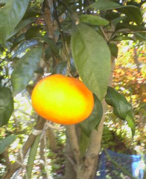 JT�p�p�̎G�L��