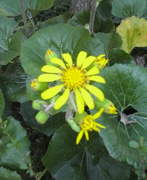 JT�p�p�̎G�L��