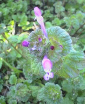 JT�p�p�̎G�L��