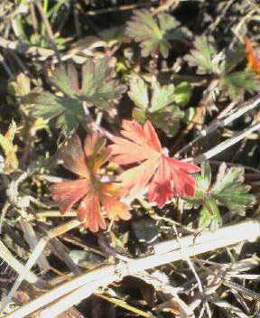 JT�p�p�̎G�L��