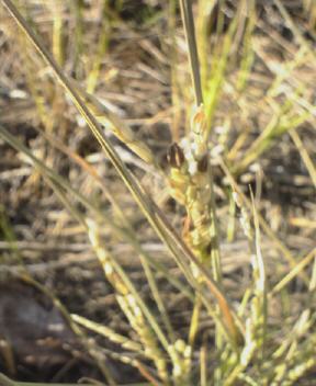 JT�p�p�̎G�L��