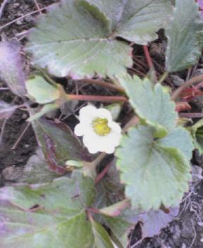 JT�p�p�̎G�L��