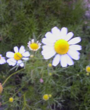 JT�p�p�̎G�L��