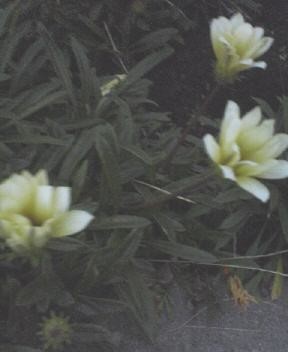 JT�p�p�̎G�L��