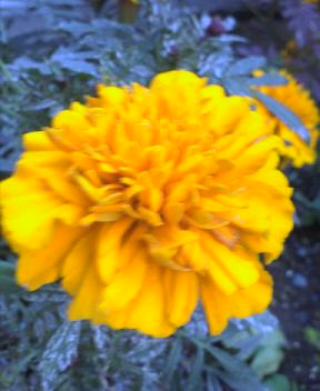 JT�p�p�̎G�L��