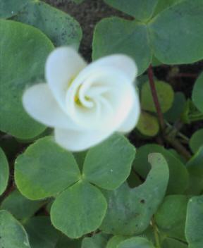 JT�p�p�̎G�L��