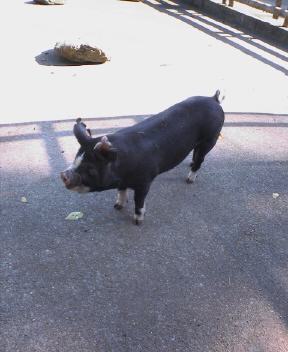 JT�p�p�̎G�L��