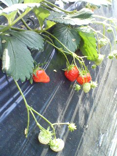 JT�p�p�̎G�L��