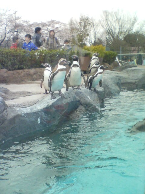 JT�p�p�̎G�L��