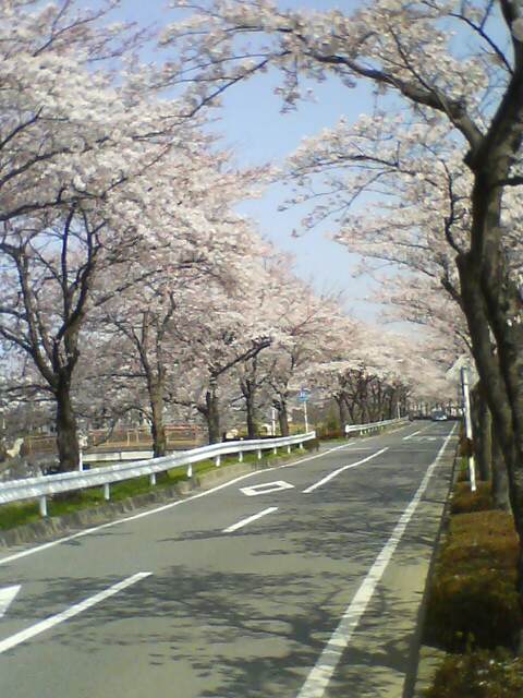 JT�p�p�̎G�L��