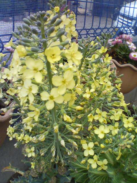 JT�p�p�̎G�L��