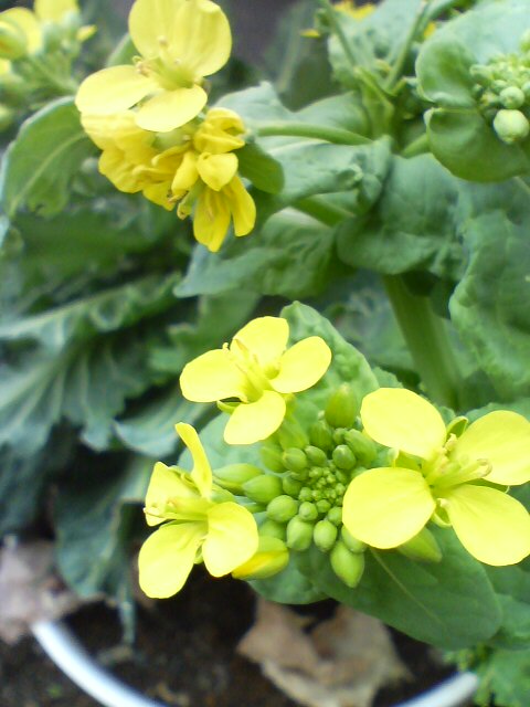 JT�p�p�̎G�L��