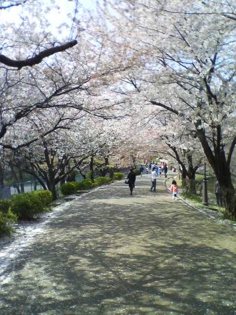 JT�p�p�̎G�L��