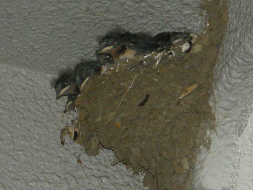 ��������̂����`������L