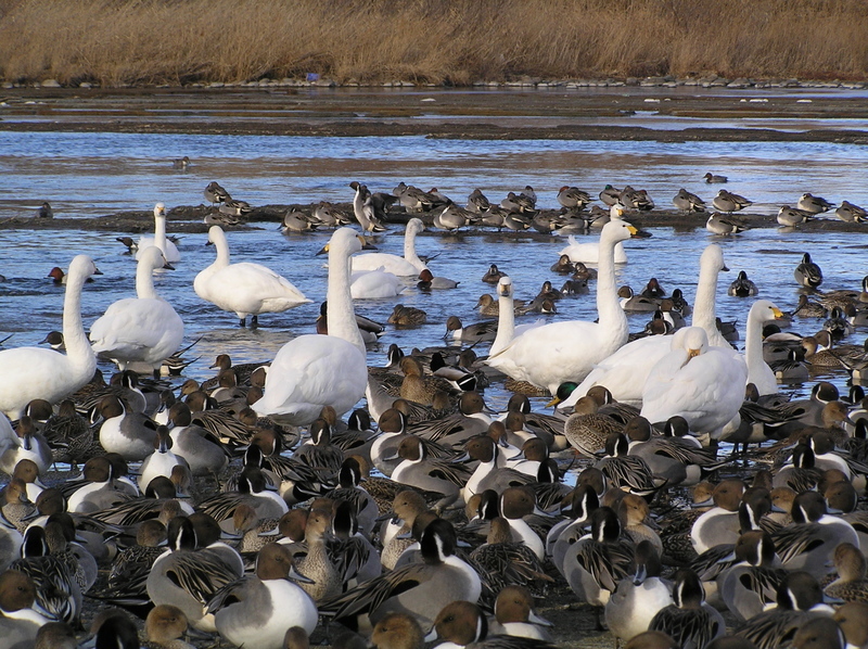 �I�[���̕ǎ�