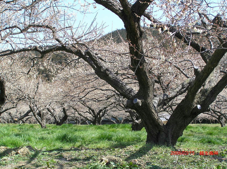 �I�[���̕ǎ�