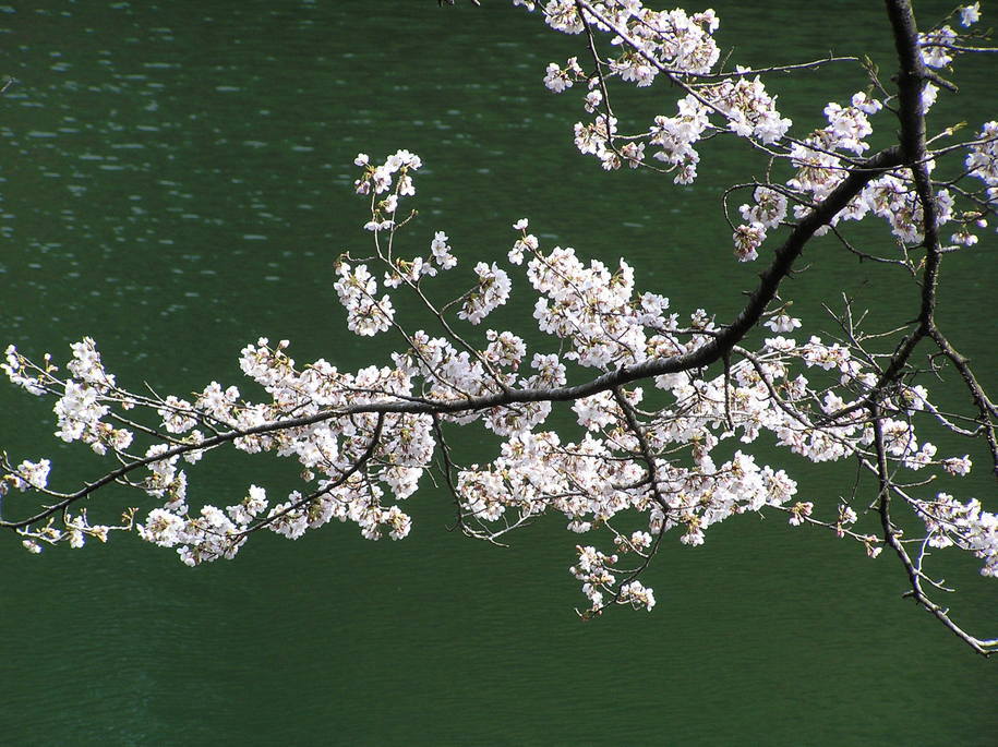 �I�[���̕ǎ�