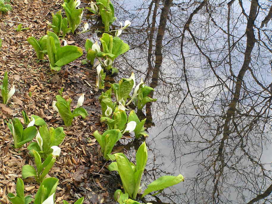 �I�[���̕ǎ�