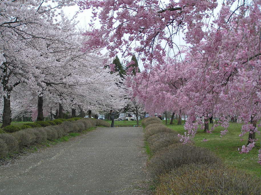 �I�[���̕ǎ�