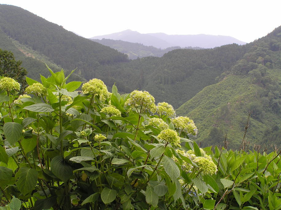 �I�[���̕ǎ�