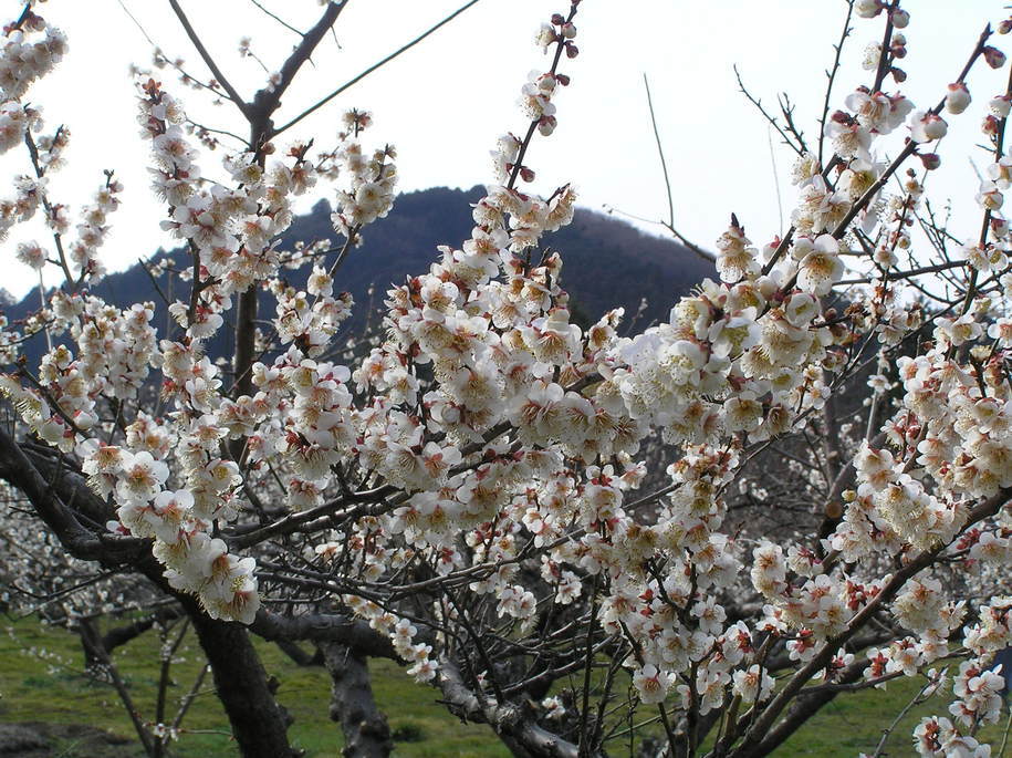 �I�[���̕ǎ�