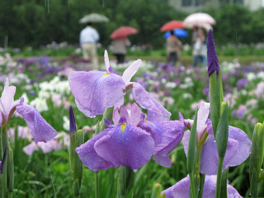 �I�[���̕ǎ�