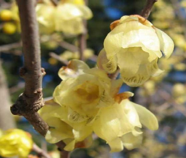 �����ݖ쎩����