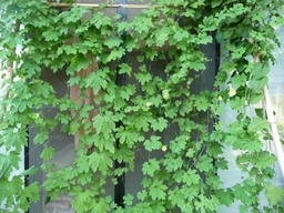 VтIs