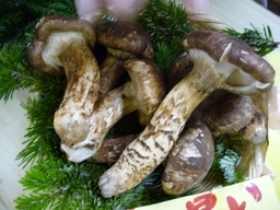 VтIs