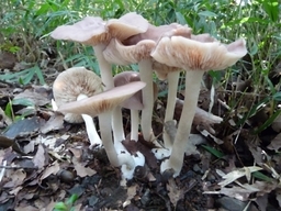 VтIs