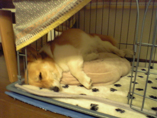 ���݂��q�n�n�l