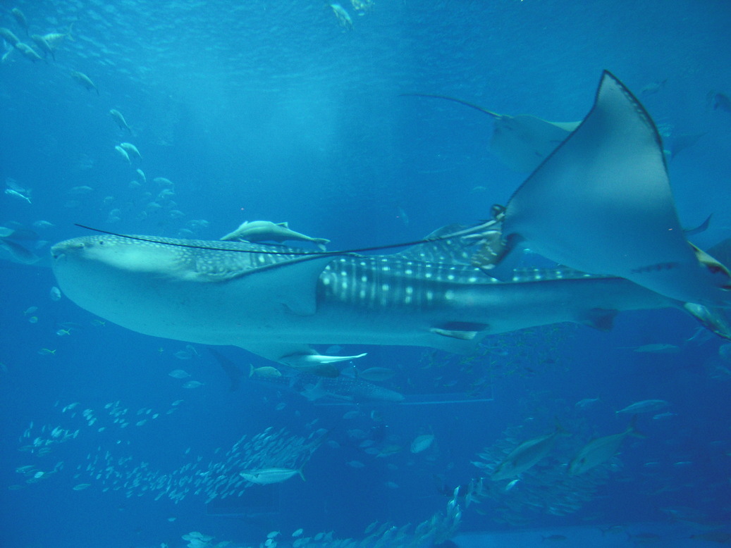 ���݂��q�n�n�l