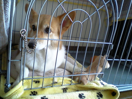 ���݂��q�n�n�l