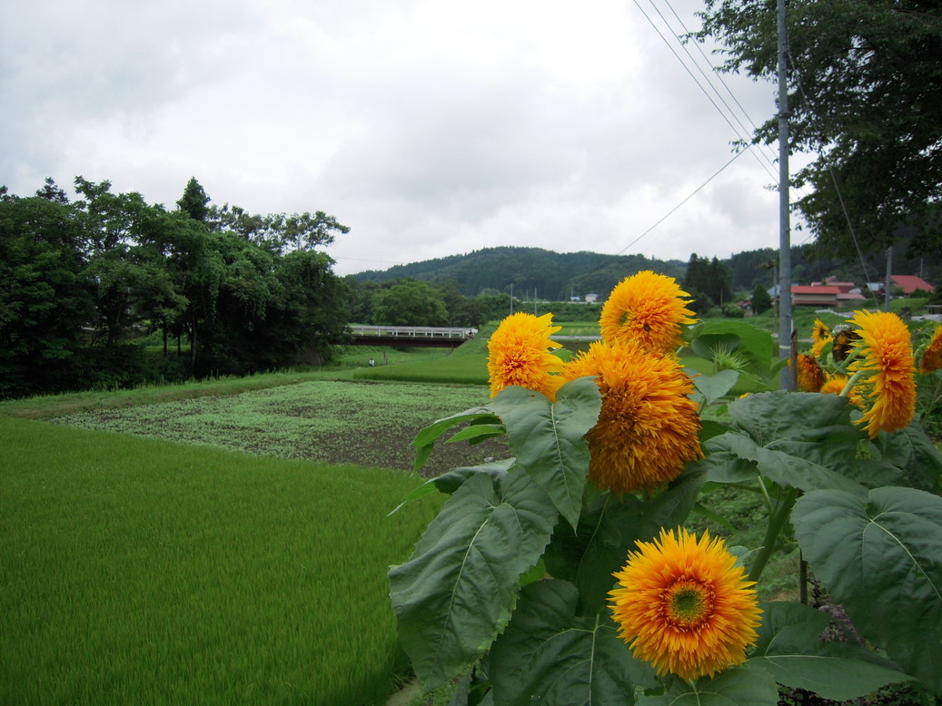 ���݂��q�n�n�l