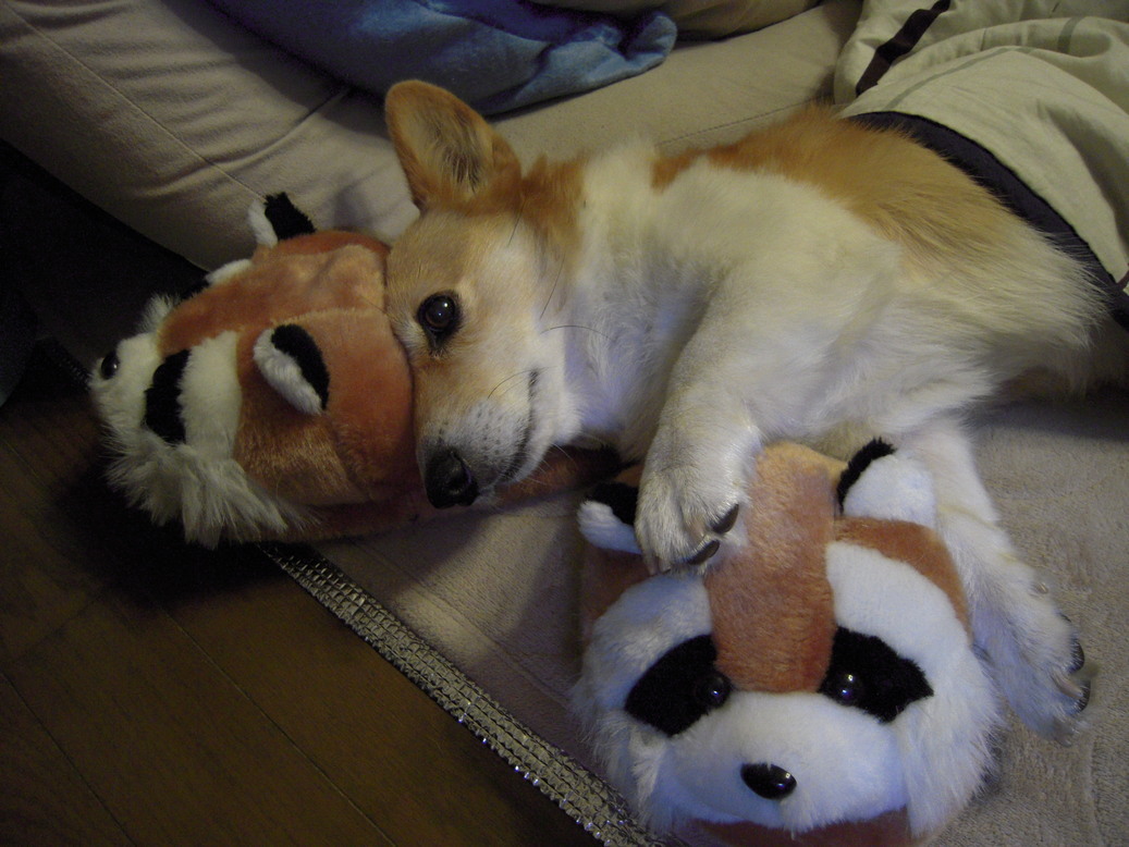 ���݂��q�n�n�l