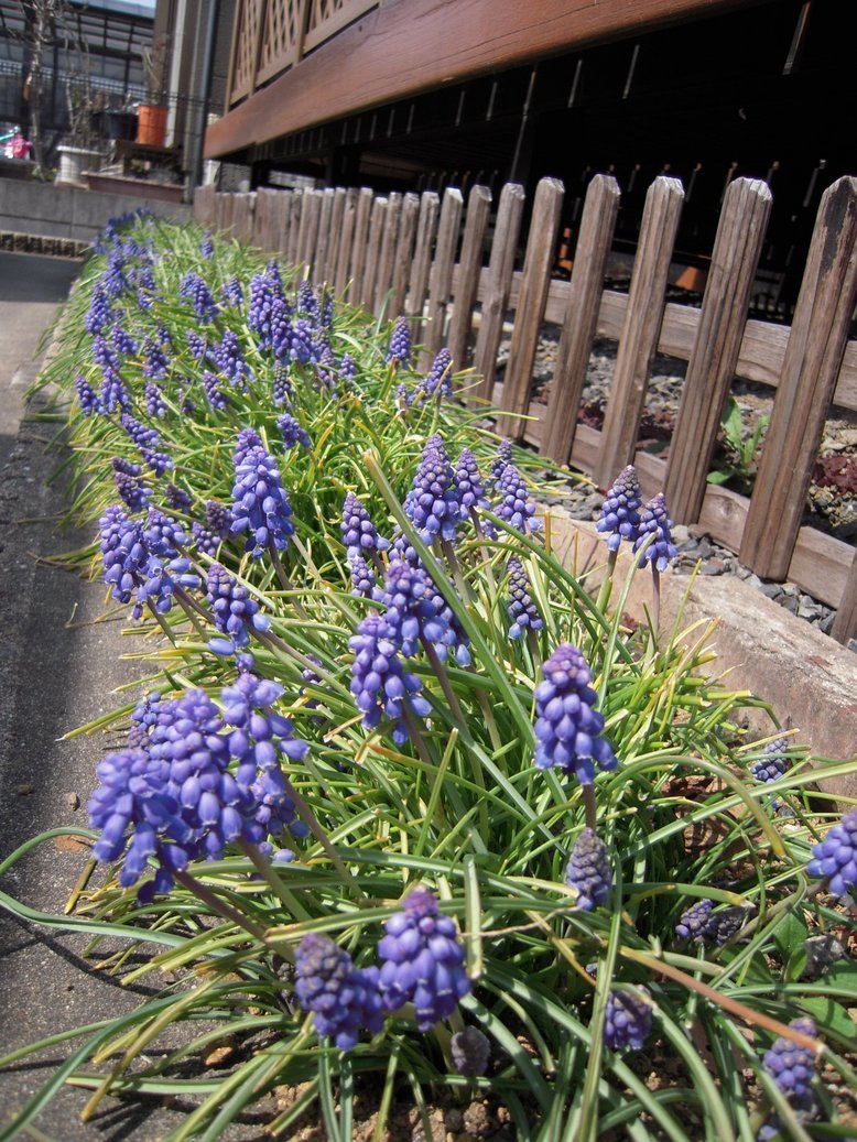 ���݂��q�n�n�l