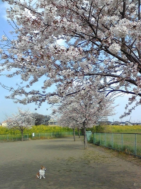 ���݂��q�n�n�l