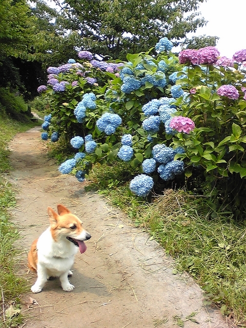 ���݂��q�n�n�l