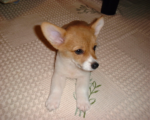 ���݂��q�n�n�l