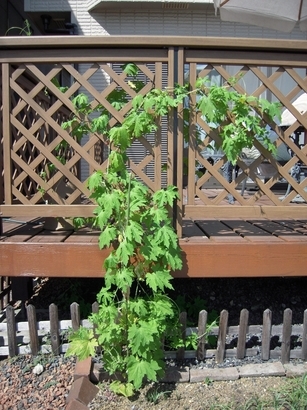 ���݂��q�n�n�l