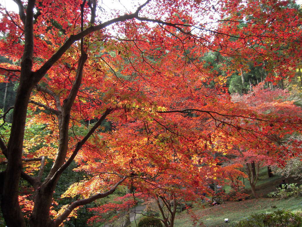 ���݂��q�n�n�l