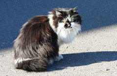 ���R�����߂�